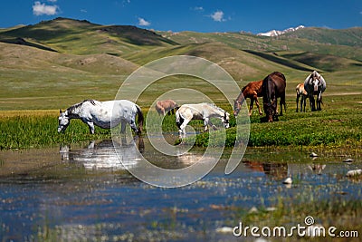 Horse with a foal at a watering hole. Traditional pasture in the mountains Stock Photo