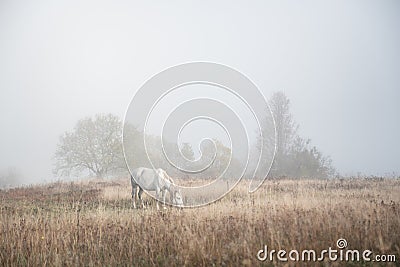 Horse in foggy meadow in mountains valley Stock Photo