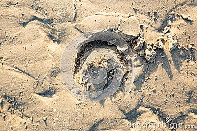 Horse footprint in the sand of the beach Stock Photo