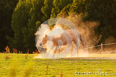 A horse frolicking in the dust on a meadow at sunset Stock Photo