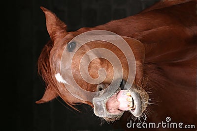 Horse Funny Face Stock Photo
