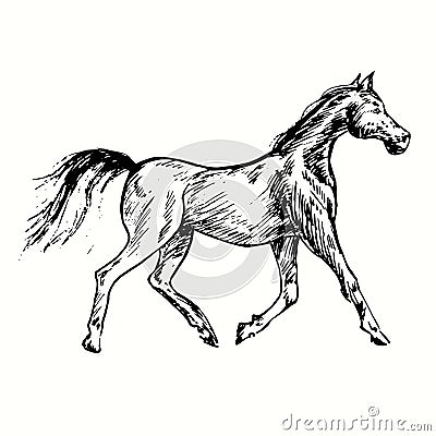 Horse gallop side view. Ink black and white doodle drawing Vector Illustration