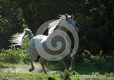 Horse galloping Stock Photo