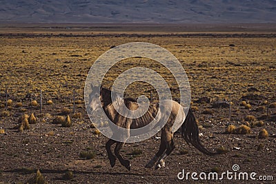 Horse galloping through a desert landscape Stock Photo