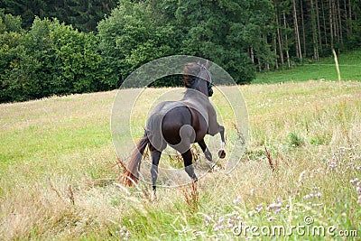 Horse galopping free in meadow rear view Stock Photo