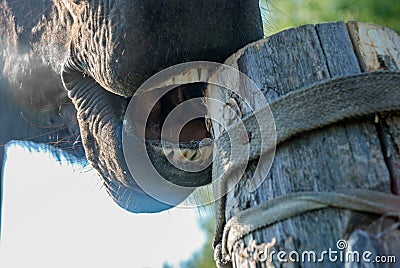 The horse gnaws the log with his teeth. Tongue, big teeth and saliva Stock Photo