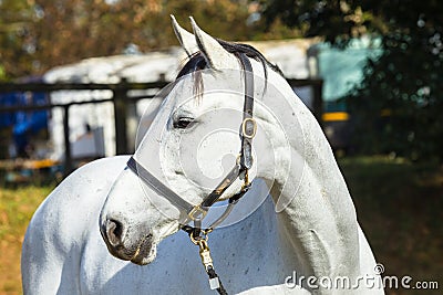 Horse Gray Animal Portrait Stock Photo