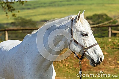 Horse Gray Animal Portrait Stock Photo