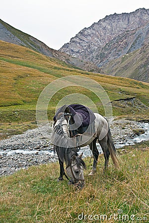 Horse gray grazing in a mountain pasture in the Tien Shan Stock Photo