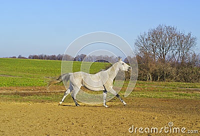 Horse with a gray tail and short mane runs on the sand next to the green grass Stock Photo