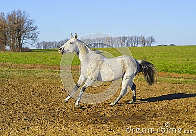 Horse with a gray tail and short mane runs on the sand next to the green grass Stock Photo