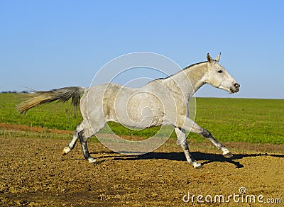 horse with a gray tail and short mane runs on the sand next to the green grass Stock Photo