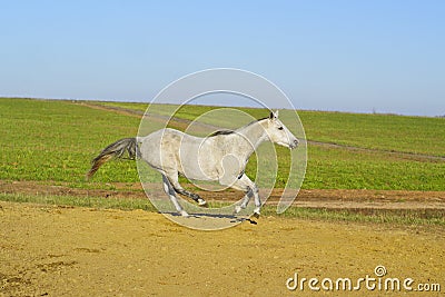 Horse with a gray tail and short mane runs on the sand next to the green grass Stock Photo