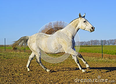 Horse with a gray tail and short mane runs on the sand next to the green grass Stock Photo