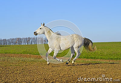 Horse with a gray tail and short mane runs on the sand next to the green grass Stock Photo