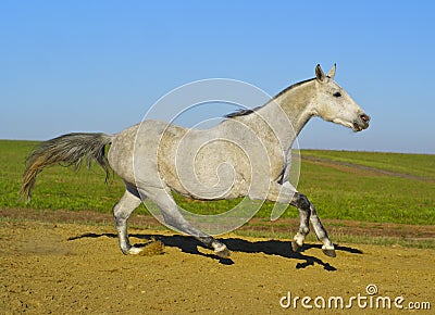 Horse with a gray tail and short mane runs on the sand next to the green grass Stock Photo