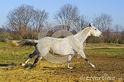 horse with a gray tail and short mane runs on the sand next to the green grass Stock Photo