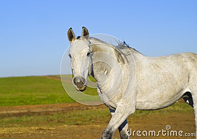 Horse with a gray tail and short mane runs on the sand next to the green grass Stock Photo