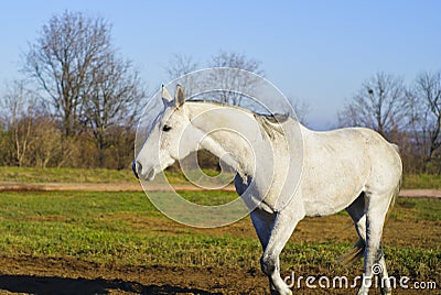 horse with a gray tail and short mane runs on the sand next to the green grass Stock Photo