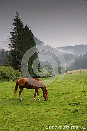 Horse on graze Stock Photo