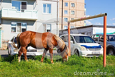 Horse graze against urban environment Editorial Stock Photo