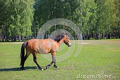 Horse graze on the field Stock Photo