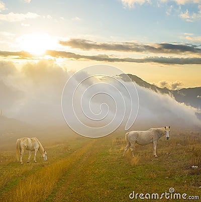 horse graze on mountain pasture at the sunset Stock Photo