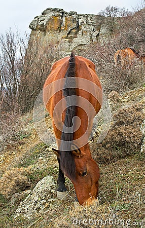The horse is grazed on slope Stock Photo