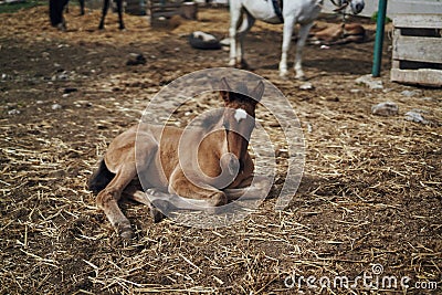 A horse grazes on a farm, farming, livestock, foal Stock Photo