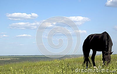 Horse grazes in a field, flowering meadow, sky in the clouds Stock Photo