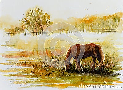 Horse grazin on a meadow. Stock Photo