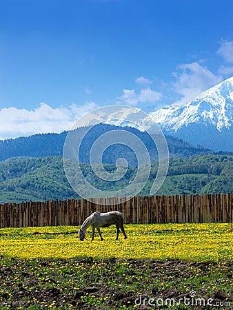 Horse grazing Stock Photo