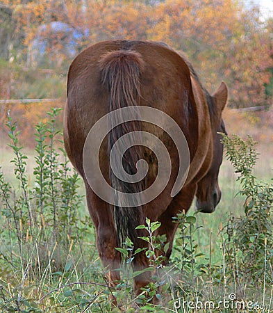 Horse grazing Stock Photo