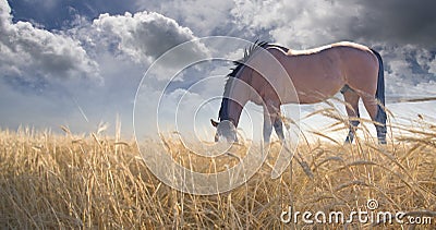 Horse grazing in field Stock Photo