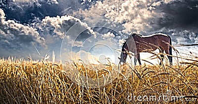 Horse grazing in field Stock Photo