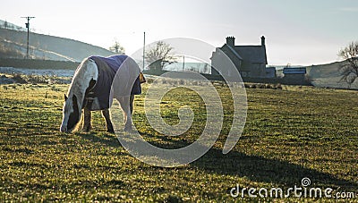 Horse grazing in field Editorial Stock Photo