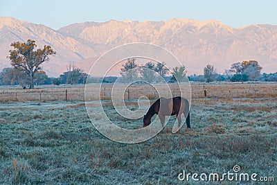 Wild horse grazing in the highland field on misty foggy morning..Beautiful mountains in the background Stock Photo