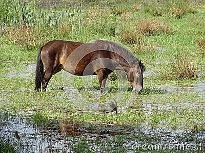 Horse grazing on inundated meadow Stock Photo