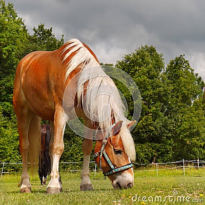 Horse grazing on meadow Stock Photo