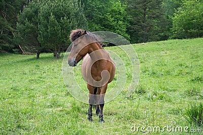 Horse grazing in a meadow Stock Photo