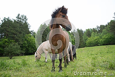 Horse grazing in a meadow Stock Photo