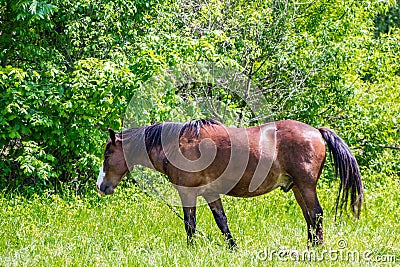 Horse grazing in a meadow in the wild Stock Photo
