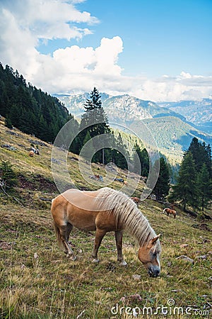 Horse Grazing on Meadows on the Slopes of The Alps Stock Photo