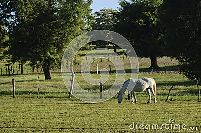 Horse grazing Stock Photo