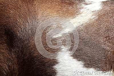 Horse hair skin texture brown and white Stock Photo