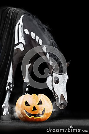 Horse skeleton and helloween pumpkin Stock Photo