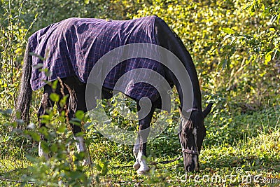 Horse in a halter and blanket close-up against a forest background Stock Photo