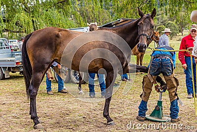 Murrurundi, NSW, Australia, February 24, 2018: Competitors in the King of the Ranges Horse Shoeing Competition Editorial Stock Photo