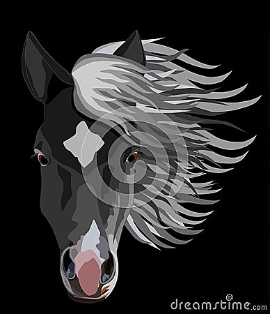 Horse Head Stock Photo