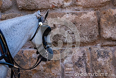 Horse head with blinker in Sevilla. Blinkered sad exploited animal Stock Photo